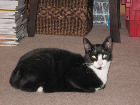 Busta in a normal cat pose